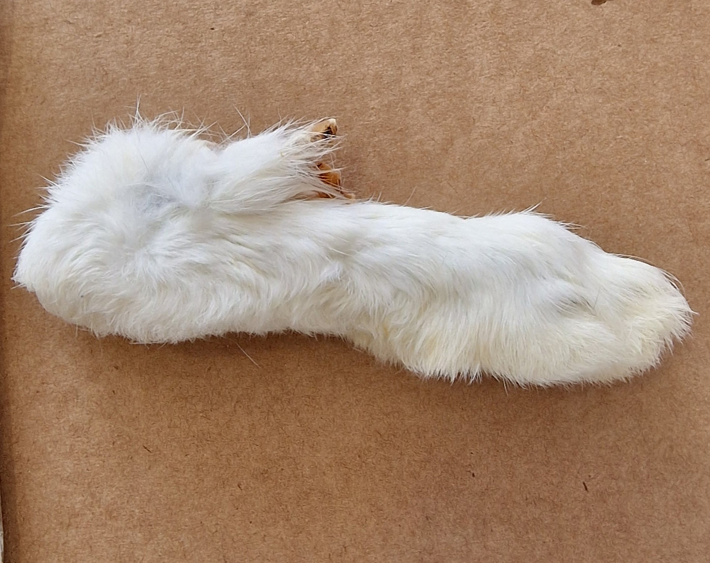 Pata deshidratada de conejo