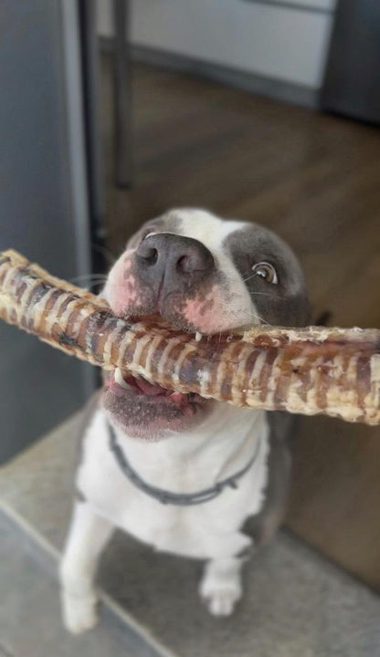 Tráquea de ternera XXL